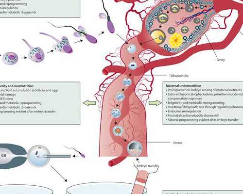 勿轻信代孕信息 青岛仅有两家医院可做试管婴儿