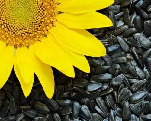 重庆世纪助孕包性别_女人做“试管婴儿”有多疼？男性却只需轻松一步，宝妈